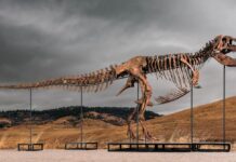 Lo strano, il vasto e il perduto: una carrellata