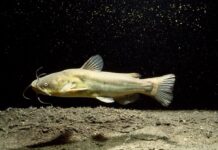 Big Science Week: Câncer de peixe-gato, o mistério de Plutão e o Axolotl que nunca existiu