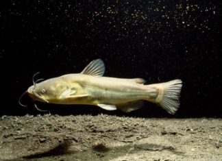 Big Science Week : le cancer du poisson-chat, le mystère de Pluton et l’axolotl qui n’a jamais existé