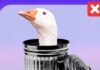 Problém s kachnami 🦢